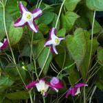 Epimedium x rubrum - FLEUR DES ELFES , CHAPEAU D'ÉVÊQUE - Epimedium x rubrum