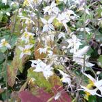 Epimedium stellulatum 'Wudang Star' - 