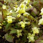 Epimedium x versicolor 'Sulphureum' - FLEUR DES ELFES , CHAPEAU D'ÉVÊQUE