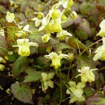 Epimedium x versicolor 'Sulphureum'