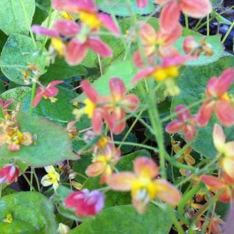 Epimedium warleyense