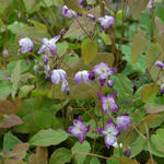 Epimedium x youngianum 'Merlin' - 