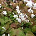 Epimedium x youngianum 'Niveum' - FLEUR DES ELFES , CHAPEAU D'ÉVÊQUE 'NIVEUM'