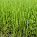 Equisetum fluviatile - Teich-Schachtelhalm