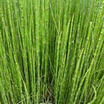 Equisetum japonicum - Equisetum japonicum