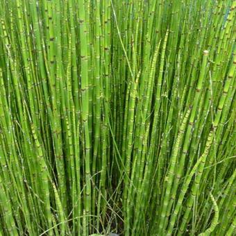 Equisetum japonicum