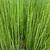 Equisetum japonicum