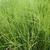 Equisetum scirpoides