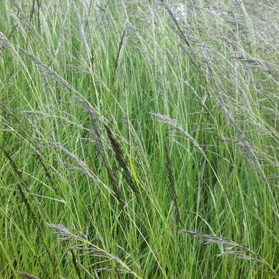 Eragrostis curvula - éragrostide un peu courbée