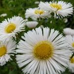 Erigeron 'Professor Korodi' - Erigeron 'Professor Korodi'