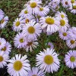 Erigeron 'Quakeress' - Erigeron 'Quakeress'