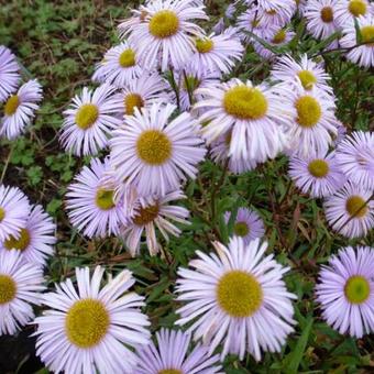 Erigeron 'Quakeress'