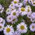 Erigeron 'Quakeress'