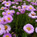 Erigeron 'Rosa Juwel' - Erigeron 'Rosa Juwel'