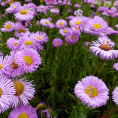 Erigeron 'Rosa Juwel' - 