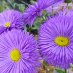 Erigeron 'Schwarzes Meer' - 