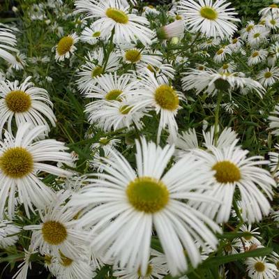 Erigeron  'Sommerneuschnee' - 