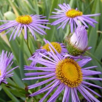 Erigeron 'Strahlenmeer'