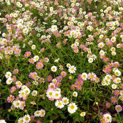 Erigeron karvinskianus - VERGERETTE MUCRONÉE, PÂQUERETTE DES MURAILLES, VERGERETTE DE KARVINSKI