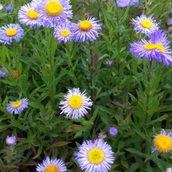 Erigeron speciosus 'Grandiflora'