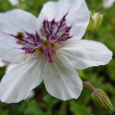 Erodium guttatum - 