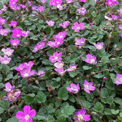 Erodium x variabile 'Bishop's Form' - BEC DE CICOGNE, BEC DE GRUE