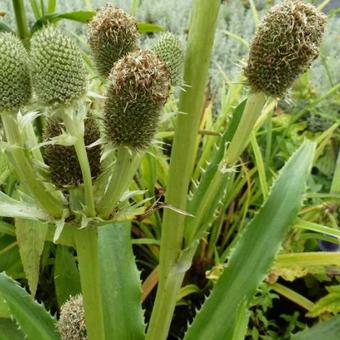 Eryngium agavifolium