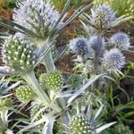 Eryngium bourgatii - Panicaut de Bourgat