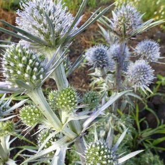 Eryngium bourgatii