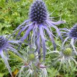 Eryngium bourgatii 'Pen Blue' - Eryngium bourgatii 'Pen Blue'