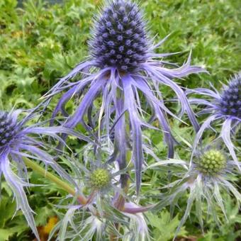 Eryngium bourgatii 'Pen Blue'