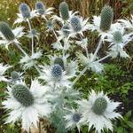 Eryngium giganteum - Elfenbein-Mannstreu