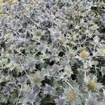 Eryngium maritimum - Stranddistel