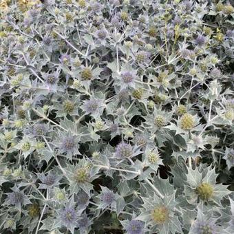 Eryngium maritimum