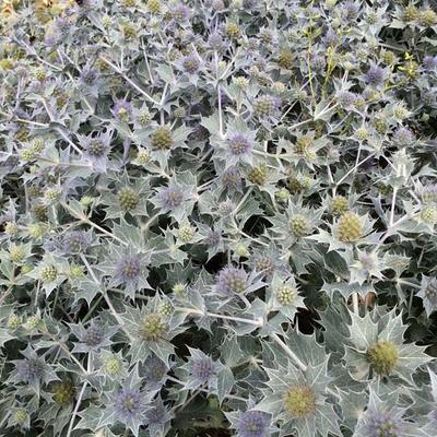 Eryngium maritimum - Panicaut maritime - Eryngium maritimum