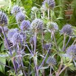 Eryngium planum - Flachblatt-Mannstreu - Eryngium planum