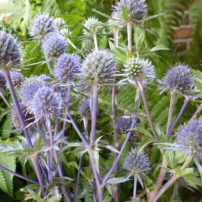 Eryngium planum - PANICAUT