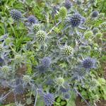 Eryngium planum 'Blauer Zwerg' - Eryngium planum 'Blauer Zwerg'