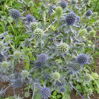 Eryngium planum 'Blauer Zwerg'