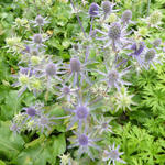 Eryngium planum 'Blue Hobbit'