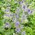 Eryngium planum 'Blue Hobbit'