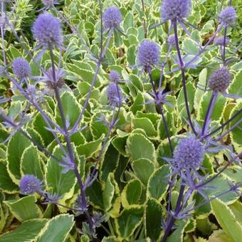 Eryngium planum 'Jade Frost'