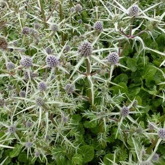 Eryngium variifolium