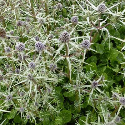 Eryngium variifolium - Eryngium variifolium