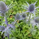 Mannstreu - Eryngium