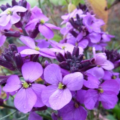 Erysimum 'Bowles Mauve' - Erysimum 'Bowles Mauve'