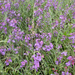 Erysimum linifolium 'Variegatum' - 