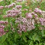 Eupatorium cannabinum - Gewöhnlicher Wasserdost