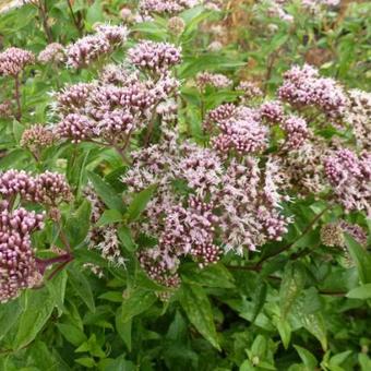 Eupatorium cannabinum