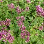 Eupatorium cannabinum 'Plenum' - Eupatorium cannabinum 'Plenum'